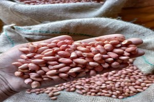 Ground nut ( Peanuts) from India